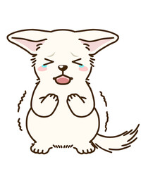 おびえるチワワ（白）