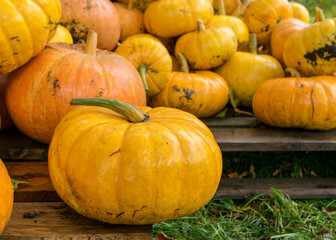 picture with yellow and orange pumpkins, pumpkin stack on wooden boards, pumpkins in the yard,...