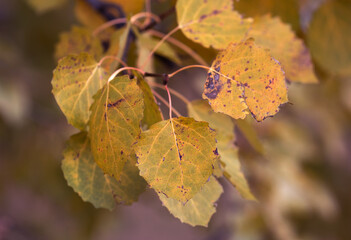 Aspen leaves in autumn close &ndash;up view, autumn aspen leaves on a branch 