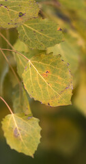 Aspen leaves in autumn close &ndash;up view, autumn aspen leaves on a branch 