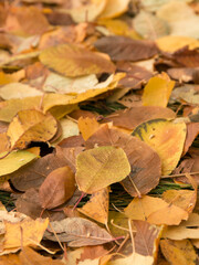 Autumn leaves on the ground, autumn leaves background
