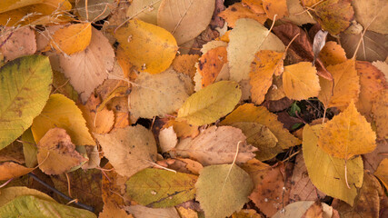Autumn leaves on the ground, autumn leaves background