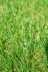 Colorful soap bubble on green grass outdoors