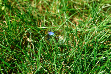 Colorful soap bubble on green grass outdoors