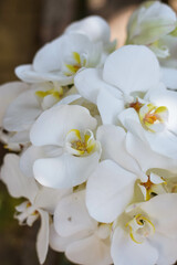 Fototapeta na wymiar White orchid wedding bouquet. Close up ochid flowers.