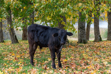 Bull calf grazing in autumn time.