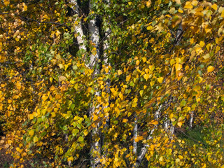 birch tree foliage in autumn