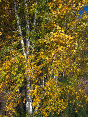 birch tree foliage in autumn