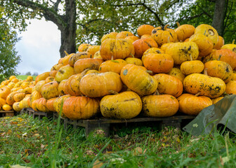 picture with yellow and orange pumpkins, pumpkin stack on wooden boards, pumpkins in the yard, autumn harvest time, preparing for Halloween