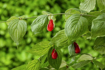 Ripe dogwood berries hanging on tree in garden