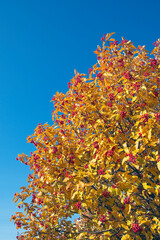 Sorbus × hybrida autumn leaves and berries against blue sky, Finland