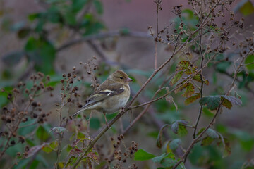 Common Chaffinch (Fringilla coelebs) perched on a tree branch