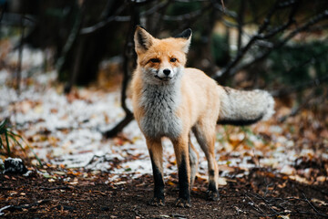 Fototapeta premium red fox stands in the autumn October forest