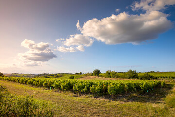 Fototapeta na wymiar Vignoble en France, alignement de vignes avant les vendanges, du raisin.