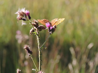 Schmetterling auf rosa Blüte