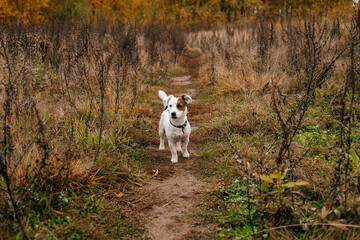 Jack Russel terrier walking in the park in autumn