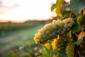 Grappe de raisin blanc dans les vignes sous le soleil d'automne.