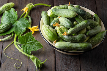 Fresh raw cucumbers in white plate on a table