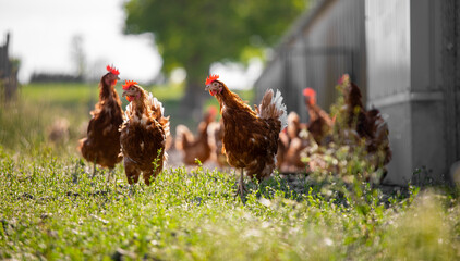 Poulet fermier ou poule dehors en pleine nature.