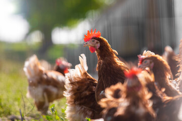 Poule ou poulet fermier en pleine nature.