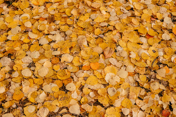 A lot of fallen yellow autumn leaves, covering the ground, autumn beauty.