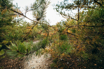 Conifer branches close up
