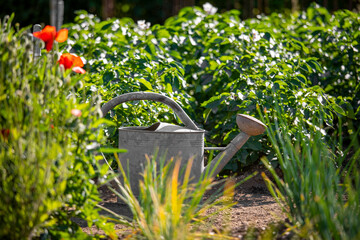 Arrosoir au milieu d'un jardin potager et des légumes au printemps. © Thierry RYO