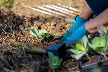 Jardinier dans son jardin potager en train de planter des choux au printemps.
