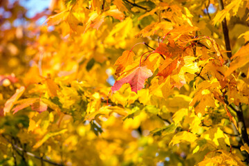 Autumn background-yellow maple leaves in the city Park
