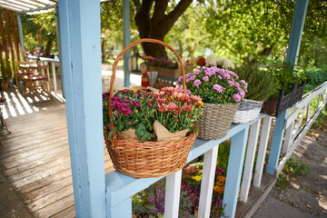 Beautiful flowers in the Provence garden