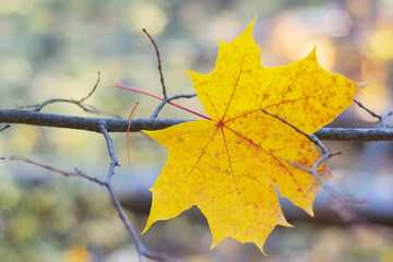 A beautiful fallen autumn maple leaf, close-up, stuck on a branch. Selective focus