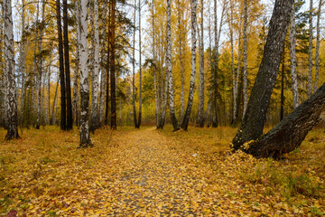 Autumn in the forest. The leaves of the birches turned yellow. A carpet of fallen autumn leaves is...