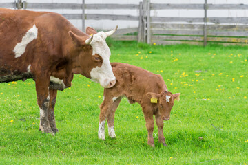Beef cow with days old calf on green grass meadow. Mother cow licks calf. © kisarpad