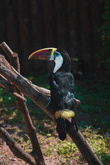 Animals in the wild. Red-billed Toucan (Ramphastos Tucanus) bird on a tree sitting on a branch in tropical forest or jungle. Unique bird with huge colorful beak.