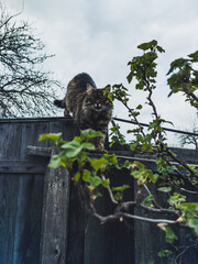 cat on a branch