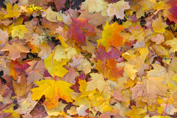 Naklejka na ściany i meble the yellow leaves of the maples