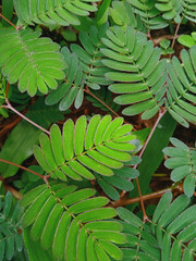 A shame plant leaf in the garden also called a s touch me not