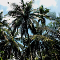 Fototapeta na wymiar A group of coconut trees in kerala