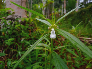 Leucas aspera is a plant species within the genus Leucas and the family Lamiaceae also called a thumba locally