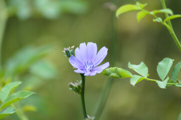 Common chicory flower in bloom closeup view with blurry background