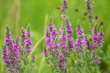 Obraz premium Purple loosestrife flowers landscape closeup view with selective focus on foreground