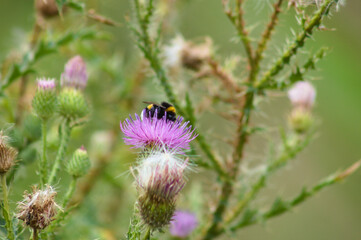 Bull thistle with insect closeup view selective focus on foreground