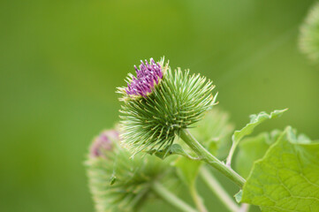 Lesser burdock ready to bloom with green blurry background