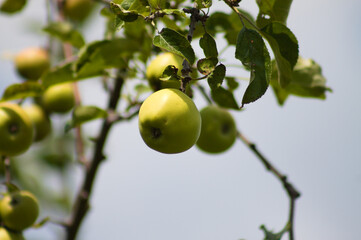Small green apples closeup with blurry sky and tree on background