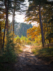 a colorful golden autumn in pine forest