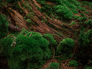 Forest composition background