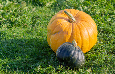 Autumn. Harvesting. Vegetables. Ripe yellow and green large pumpkins are lying on the grass outside.