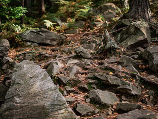 Mountain trail.