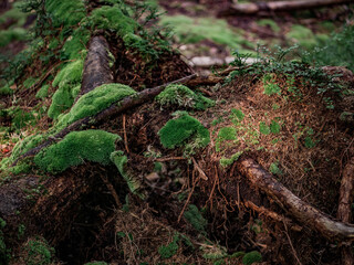 Natural background of a dead tree covered with moss