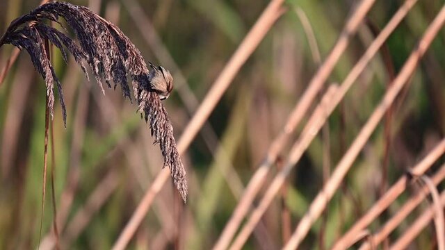 Penduline tits feeding 